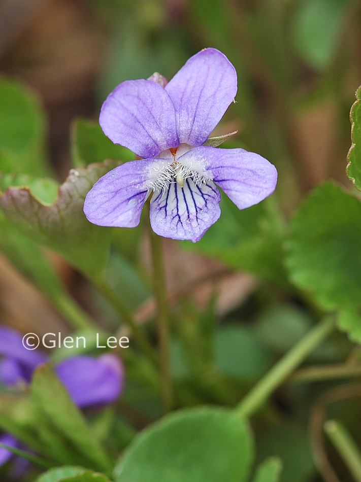 Viola adunca photos Saskatchewan Wildflowers